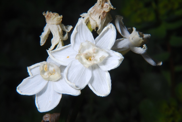 Sconosciuta - Narcissus sp.